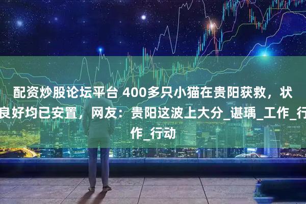 配资炒股论坛平台 400多只小猫在贵阳获救，状态良好均已安置，网友：贵阳这波上大分_谌瑀_工作_行动